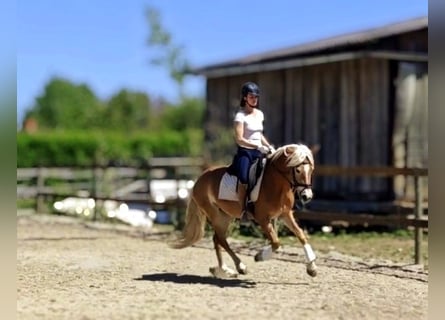 Haflinger, Mare, 3 years, 14.1 hh