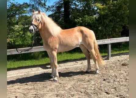 Haflinger, Mare, 3 years, 14.2 hh, Chestnut-Red
