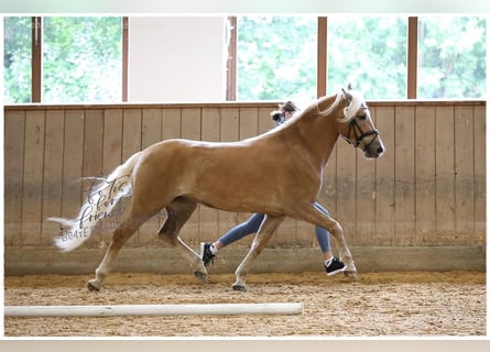 Haflinger, Mare, 3 years, 14,2 hh, Chestnut-Red