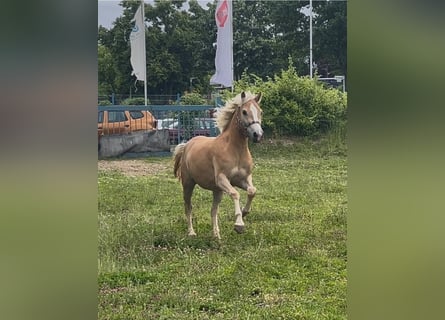 Haflinger, Mare, 3 years, 14.2 hh, Chestnut-Red