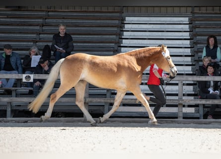 Haflinger, Mare, 3 years, 14.3 hh, Brown-Light