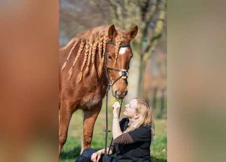 Haflinger Mix, Mare, 4 years, 14.1 hh, Chestnut-Red