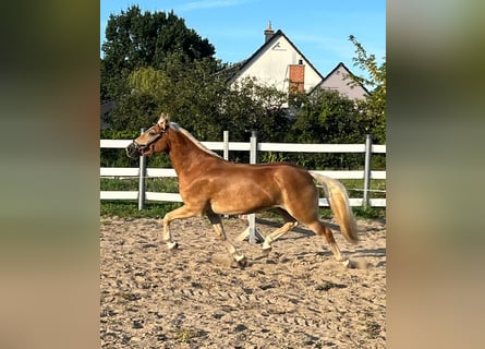 Haflinger, Mare, 4 years, 14.1 hh