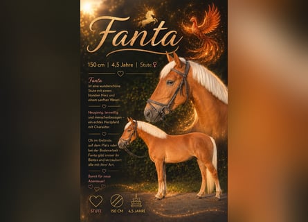 Haflinger Mix, Mare, 4 years, 14.2 hh, Chestnut-Red