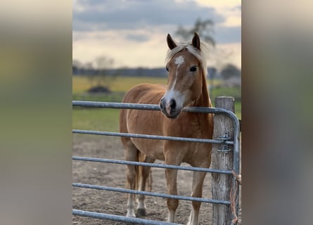 Haflinger, Mare, 4 years, 14.2 hh, Chestnut-Red