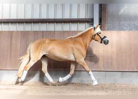 Haflinger, Mare, 4 years, 14 hh, Chestnut-Red