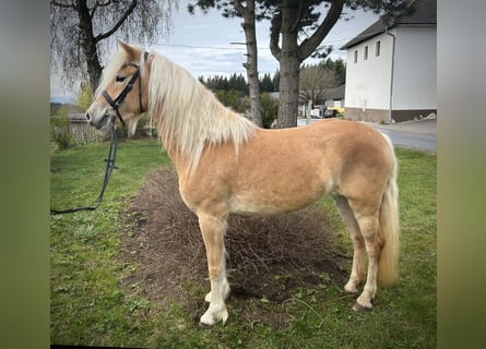 Haflinger, Mare, 4 years, 14 hh, Chestnut-Red