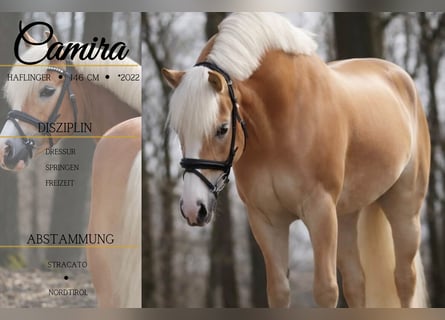 Haflinger, Mare, 4 years, 14,1 hh, Chestnut-Red