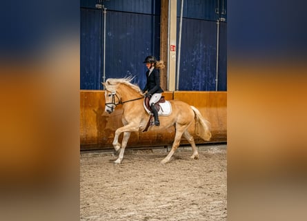 Haflinger, Mare, 4 years, 14,2 hh, Chestnut-Red