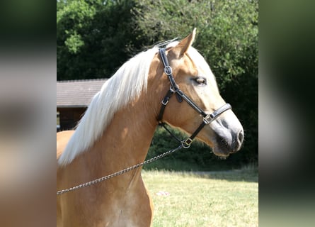 Haflinger, Mare, 4 years, 14,2 hh, Chestnut-Red