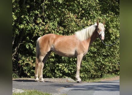 Haflinger, Mare, 4 years, 14,2 hh, Chestnut-Red