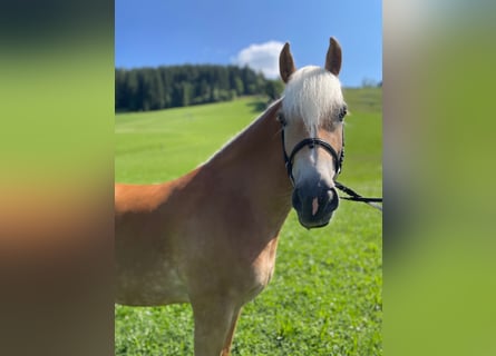 Haflinger, Mare, 4 years, 14,3 hh