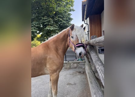 Haflinger Mix, Mare, 4 years, 15 hh, Chestnut-Red