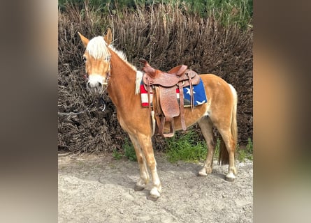 Haflinger, Mare, 5 years, 14.1 hh, Chestnut-Red