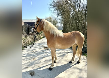 Haflinger, Mare, 5 years, 14.2 hh