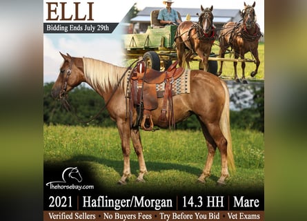 Haflinger Mix, Mare, 5 years, 14.2 hh, Palomino