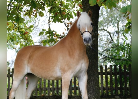 Haflinger, Mare, 5 years, 14,3 hh, Chestnut-Red