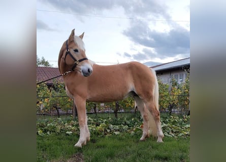Haflinger, Mare, 5 years, 15.1 hh, Chestnut-Red
