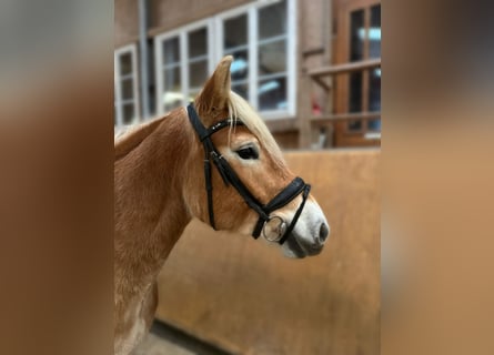 Haflinger, Mare, 5 years, 15 hh, Dun