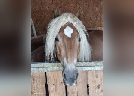 Haflinger, Mare, 5 years, 15 hh