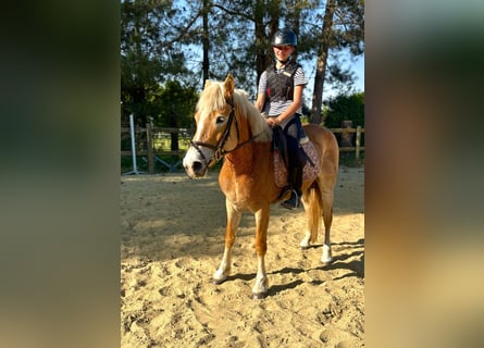 Haflinger, Mare, 5 years, 15 hh, Palomino