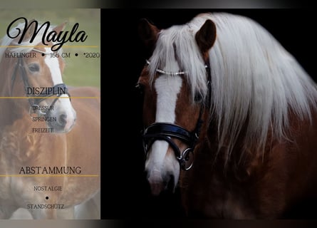 Haflinger, Mare, 5 years, 15,1 hh, Chestnut-Red