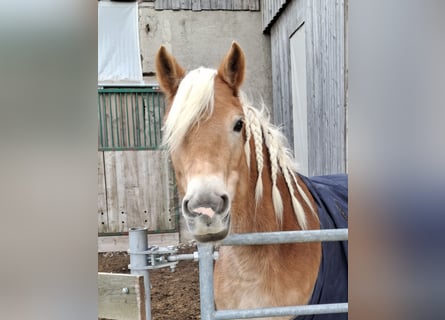 Haflinger, Mare, 6 years, 14,2 hh