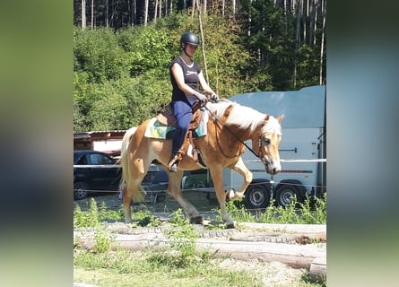 Haflinger, Mare, 6 years, 14.3 hh, Chestnut-Red