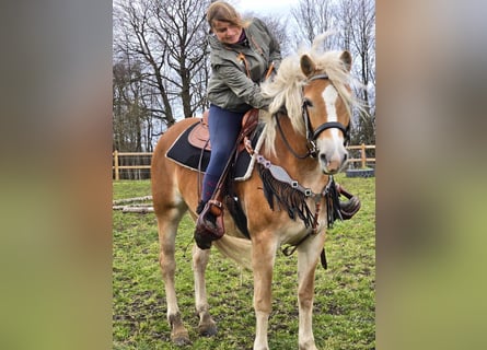 Haflinger, Mare, 6 years, 15,1 hh, Chestnut-Red