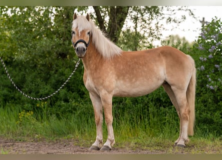 Haflinger, Mare, 6 years, 15 hh, Chestnut-Red