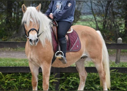 Haflinger, Mare, 6 years, 15 hh, Chestnut-Red