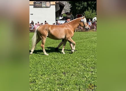 Haflinger, Mare, 7 years, 14.2 hh, Chestnut-Red