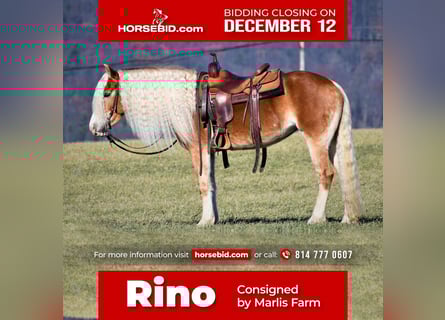 Haflinger, Mare, 7 years, 14.3 hh, Palomino