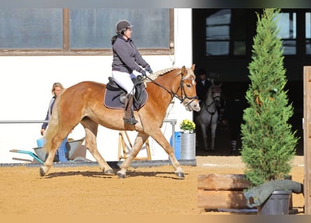 Haflinger, Mare, 7 years, 15.1 hh, Chestnut-Red