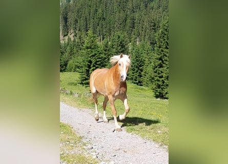 Haflinger, Mare, 7 years, 15,1 hh