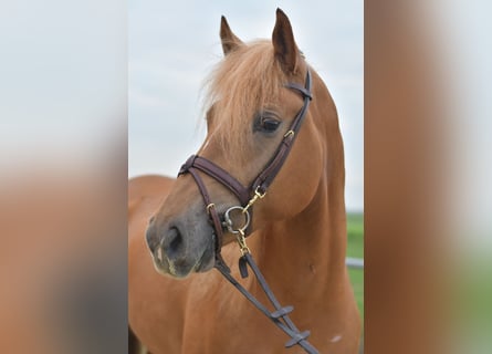 Haflinger Mix, Mare, 7 years, 15,1 hh, Brown-Light