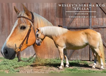 Haflinger, Mare, 8 years, 13.3 hh, Palomino