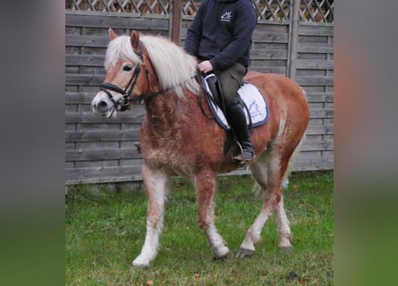 Haflinger, Mare, 8 years, 13,3 hh