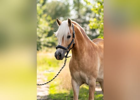 Haflinger, Mare, 8 years, 14.2 hh