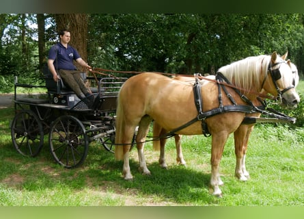 Haflinger, Mare, 8 years, 14.2 hh