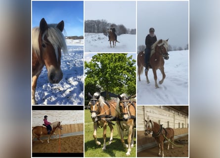 Haflinger, Mare, 8 years, 14.2 hh, Chestnut-Red