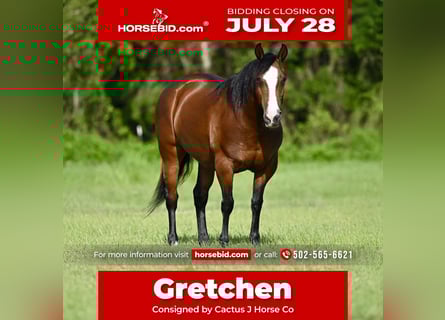 Haflinger Mix, Mare, 8 years, 14 hh, Bay