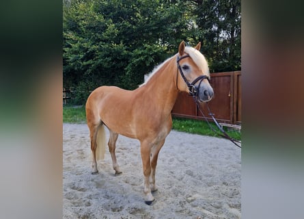 Haflinger, Mare, 8 years, 14,1 hh, Chestnut-Red