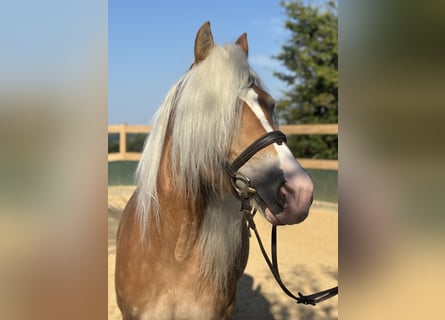 Haflinger, Mare, 8 years, 14,2 hh, Chestnut-Red