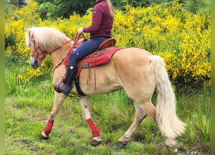 Haflinger, Mare, 8 years, 15.1 hh, Chestnut-Red