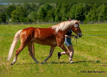 Haflinger, Stute, 9 Jahre, 14,1 hh, Fuchs