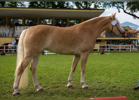 Haflinger, Mare, 9 years, 14.2 hh, Chestnut-Red