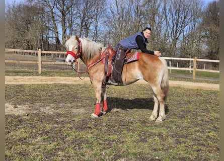 Haflinger, Mare, 9 years, 15 hh, Chestnut-Red