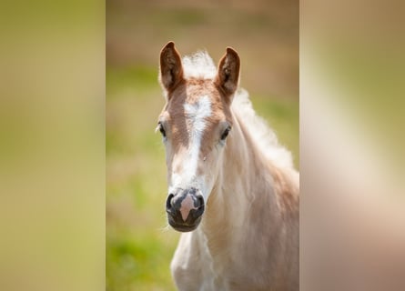 Haflinger, Mare, Foal (05/2025), 15,1 hh, Chestnut-Red