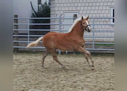 Haflinger, Mare, Foal (03/2024), Chestnut-Red